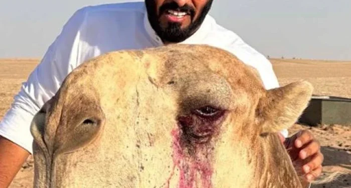 ساحوق: الجمل الذي أغلق حساب عبدالرحمن المطيري على سناب – القصة الكاملة وسعره الخيالي!” ساحوق: الجمل الذي أغلق حساب عبدالرحمن المطيري على سناب – القصة الكاملة وسعره الخيالي!”